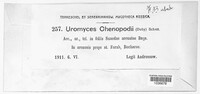 Uromyces chenopodii image